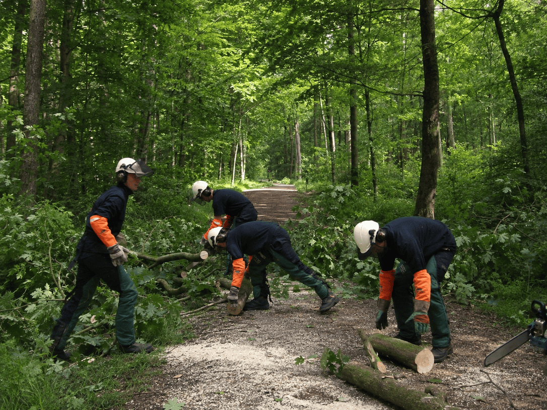 Kettingzaag veltechnieken lichte bomen